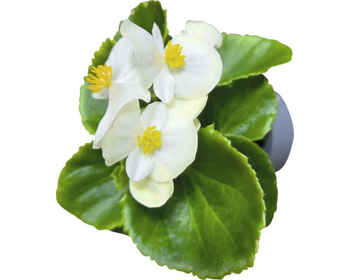 Begonie mit weißen Blüten und grünen Blättern
