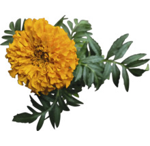 Tagetesblume mit Blättern