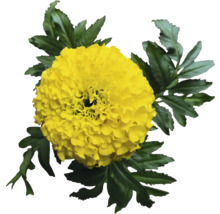 Gelbe Ringelblume mit grünen Blättern