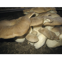 Austernpilze wachsen im Boden