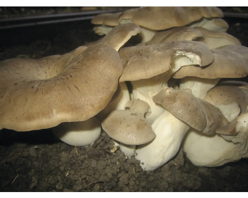 Austernpilze wachsen im Boden