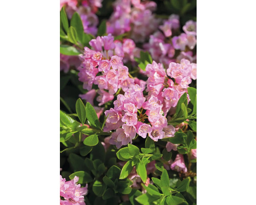 Buchsbaum Ersatz Zwerg-Rhododendron Bloombux® Magenta Rhododendron micranthum 'Bloombux'® H 5-10 cm Topf 11 cm Nahaufnahme von Rhododendronblüten