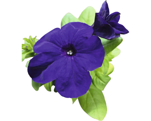 Hängepetunie FloraSelf® Petunia surfinia Ø 9 cm sortiert