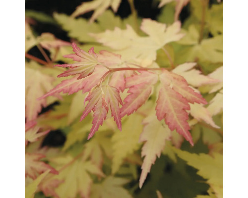 Nahaufnahme von Ahornblättern