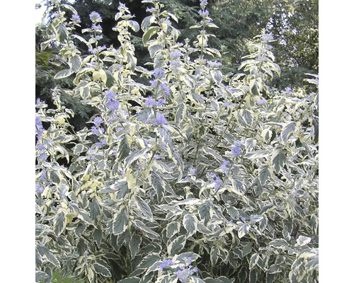 Bartblume FloraSelf Caryopteris clandonensis 'White Surprise' H 40-60 cm Co 4 L Blaubusch ''White Surprise'' mit weißrandigen Blättern und blauen Blüten
