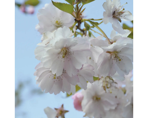 Nahaufnahme von Kirschblütenzweig