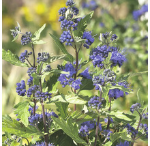 Detailaufnahme der Blaublüte mit grünen Blättern.