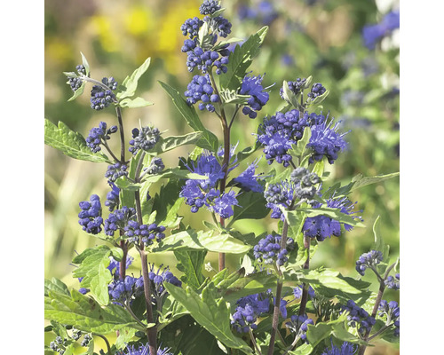 Bartblume Caryopteris clandonensis 'First Choice' H 40-60 cm Co 4,5 L