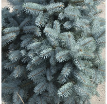 Nahaufnahme einer Blaufichte mit ihren charakteristischen Nadeln