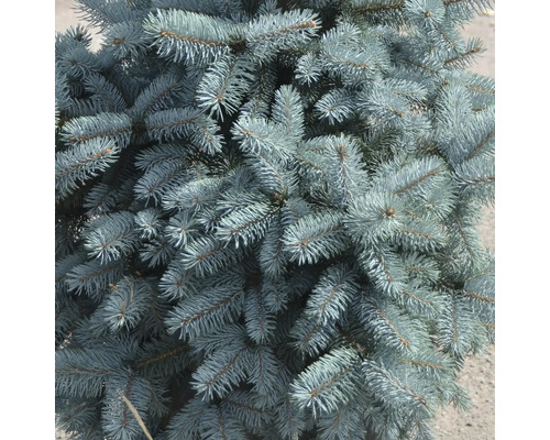 Nahaufnahme einer Blaufichte mit ihren charakteristischen Nadeln