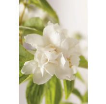 Nahaufnahme einer gefüllten Duftjasminblüte mit grünen Blättern