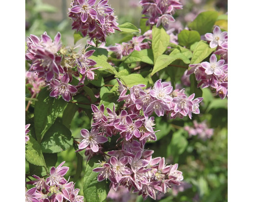 Deutzie mit rosa Blüten und grünen Blättern