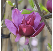 Nahaufnahme einer purpurfarbenen Magnolienblüte an einem Ast