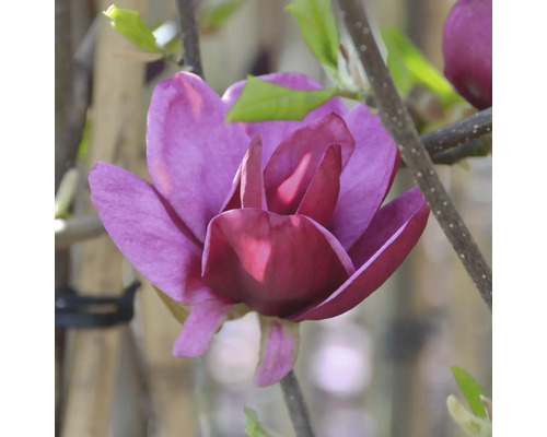 Nahaufnahme einer purpurfarbenen Magnolienblüte an einem Ast