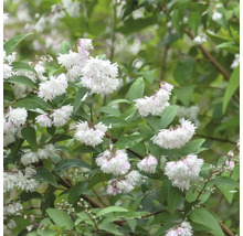 Deutzie Pflanze mit weißen Blüten und grünen Blättern.