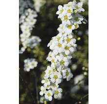 Blütenstand mit weißen Spiraea-Blüten