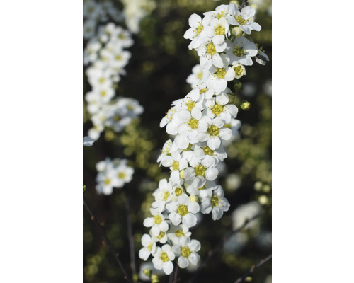 Blütenstand mit weißen Spiraea-Blüten