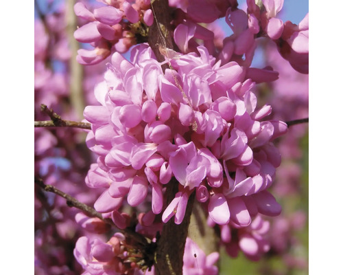 Chinesischer Judasbaum FloraSelf Cercis chinensis "Don Egolf" Halbstamm 40 cm H ca. 70-80 cm Co 6 L Chinesischer Judasbaum FloraSelf Cercis chinensis "Don Egolf" Halbstamm 40 cm H ca. 70-80 cm Co 6 L