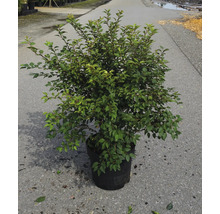 Strauch im Topf mit grünen Blättern für den Garten