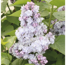 Nahaufnahme einer Fliederblüte mit Blättern