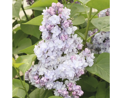 Nahaufnahme einer Fliederblüte mit Blättern