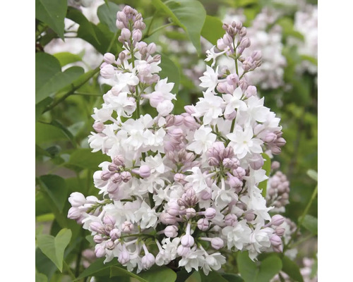 Blütenstand des Zwergflieders mit Blüten und Knospen
