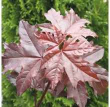 Ahornbaum mit charakteristischen Blättern