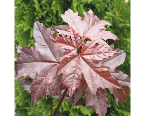 Ahornbaum mit charakteristischen Blättern