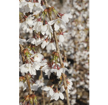 Blühender Zierkirschbaum mit einer Hummel