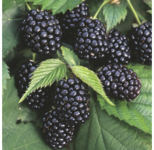 Brombeeren mit Blättern