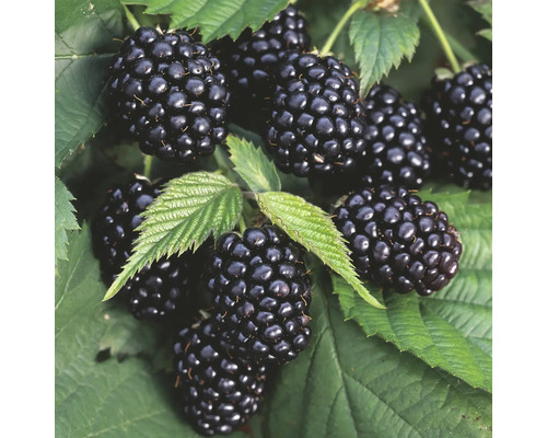 Brombeeren mit Blättern