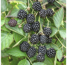 Brombeeren am Strauch mit grünen Blättern