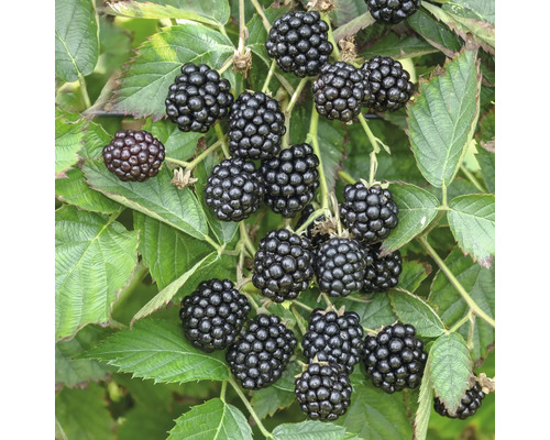 Brombeeren am Strauch mit grünen Blättern