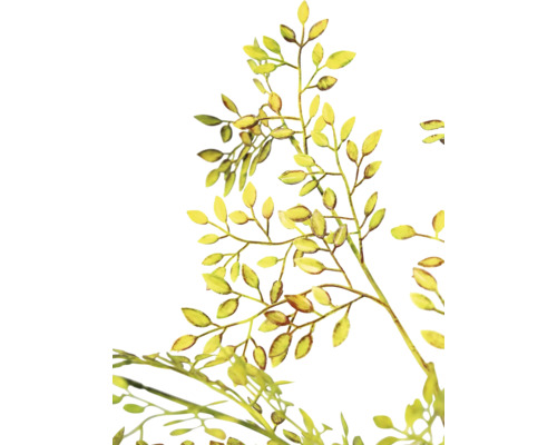 Illustration von Zweigen mit Blättern
