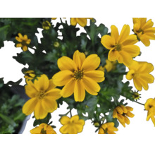 Gelbe Studentenblumen in Nahaufnahme