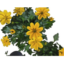 Gelbe Tagetesblume mit grünen Blättern