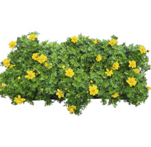 Blühende Bidens Pflanze mit gelben Blüten