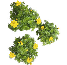 Drei Goldkörbchen Pflanzen mit grünen Blättern und gelben Blüten.