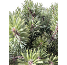 Nahaufnahme von Kiefernnadeln