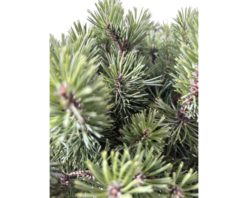 Nahaufnahme von Kiefernnadeln