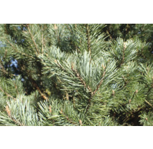 Nahaufnahme von Kiefernzweigen