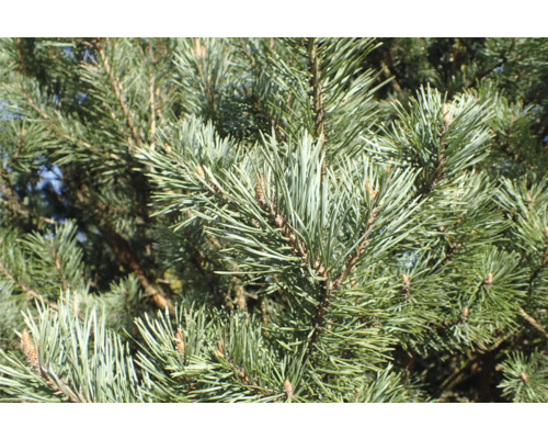 Nahaufnahme von Kiefernzweigen