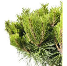 Nahaufnahme von Kiefernzweigen mit Nadeln