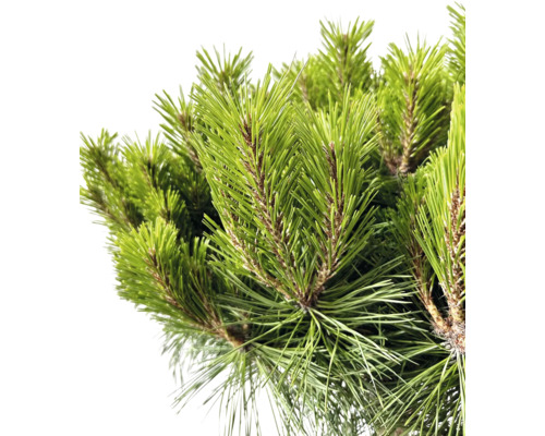 Nahaufnahme von Kiefernzweigen mit Nadeln