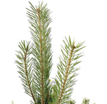 Nahaufnahme von Kiefernnadeln