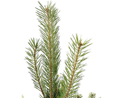 Nahaufnahme von Kiefernnadeln