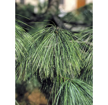 Nahaufnahme von Kiefernnadeln