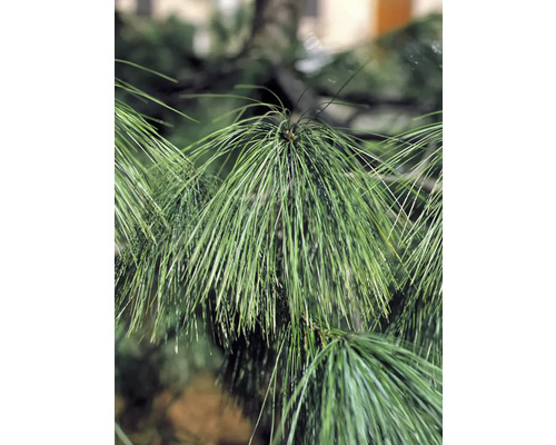 Nahaufnahme von Kiefernnadeln