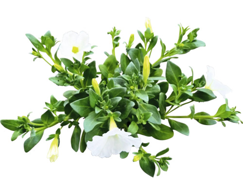 Weiße Petunienpflanze mit grünen Blättern