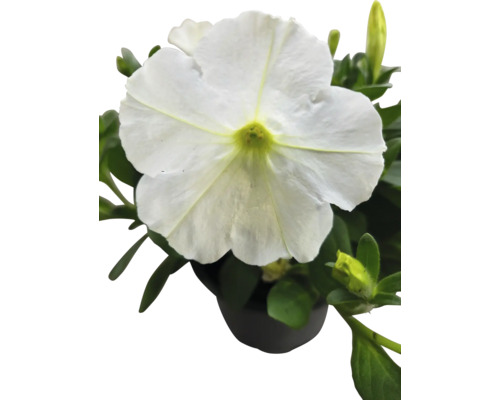 Weiße Petunie im Topf